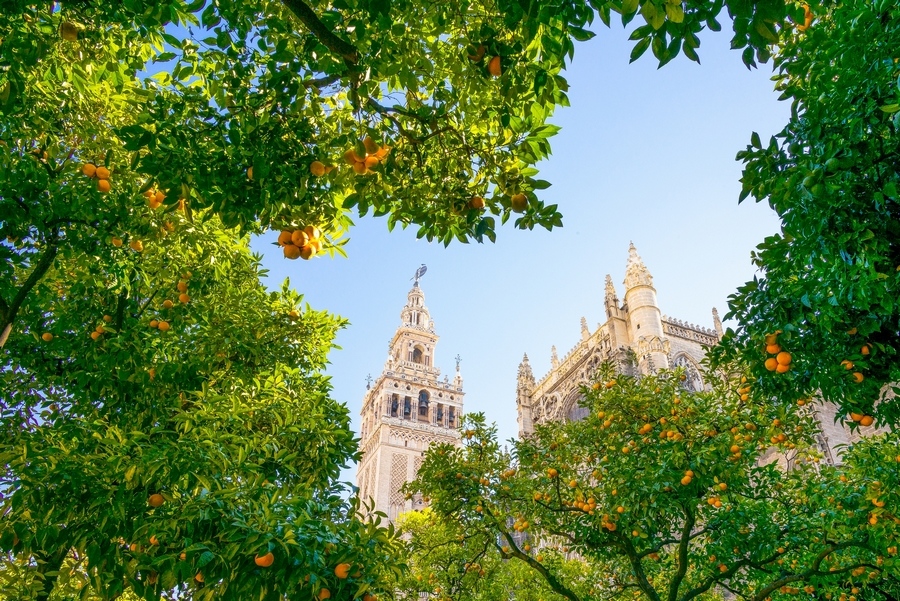 Cathédrale de Séville en Espagne derrière les orangers